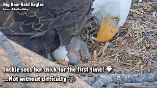 Big Bear🦅Jackie Sees Her Chick For The First Time!🐥...Not Without Difficulty 🙃2022-03-03