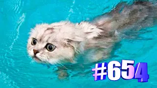 Коты и вода (часть 2)👍🤣🐱