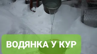 ВОДЯНКА  У БРОЙЛЕРОВ ПРОФИЛАКТИКА.