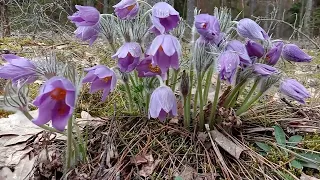 Самые красивые первоцветы весеннего леса.