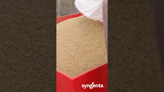 Автоматичний висів насіння капусти в касети