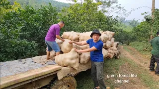 Robert down the mountain to help the farmers harvest pomelos. Green forest life (232)