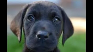 Labrador Compilation - Cute and Funny #19