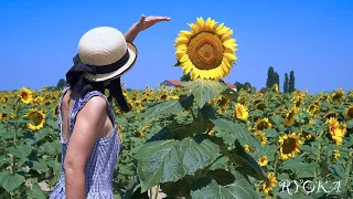 #5 ひまわり畑で夏のピクニック🌻太陽の花を言葉の花束にして💐A summer picnic in a sunflower field 👒with a bouquet of words 💐