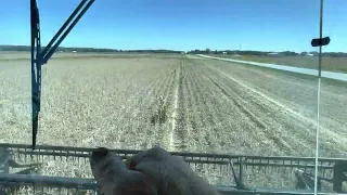 Combining beans with the R52 gleaner.