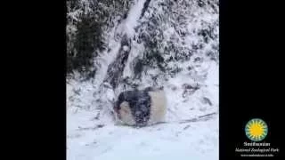 Панды впервые видят снег