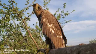 Вольер или присада??? 🦅🦅🦅 правильное содержание хищных птиц 🤘🤘🤘 Орлан белохвостый 🇺🇦🇺🇦🇺🇦