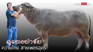 ภูแพงฟาร์มควายไทยควายงาม สายเพชรอุดร