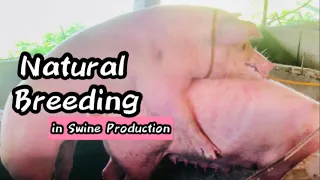 Natural Breeding in Swine Production | Mini Vlog