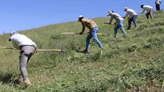 Tarım araçlarının giremediği arazilerde otları, eski usül tırpanla biçiyorlar