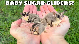 NEW BABY SUGAR GLIDERS! WHERE'D THEY COME FROM?!