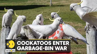 WION Climate Tracker | Cockatoos in 'arms race' with Australians over rubbish bins