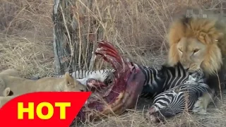 Lions Documentary   New ANIMAL WILD AFRICA   Lions   Leopard and More!