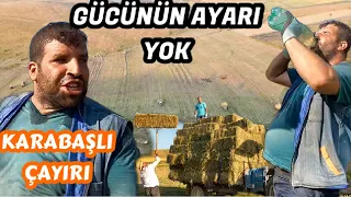 DAĞDA BÜYÜDÜ !!! ONUN GÜCÜNÜN AYARI YOK ? KARABAŞLI ÇAYIRINDA DEV MÜCADELE / KOYUNLARA ÇAYIR OTU