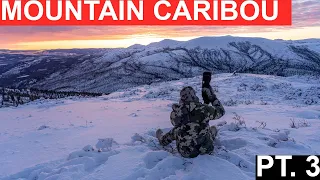 Dall's Sheep and Mountain Caribou in Yukon's Wintery Mountains Part 3 of 4