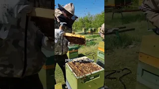 Finał pierwszych warsztatów pszczelarskich 🐝🐝🐝