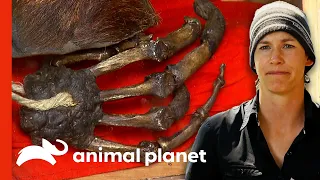 Nepali Monks Have Kept An Alleged Yeti Hand For Decades | Finding Bigfoot