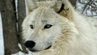 Комикс:Легенда о белом волке с голубыми глазами.Глава 1.Часть 1.