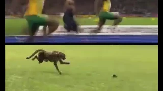 The Fastest Act 2 – Usain Bolt vs. Cheetah