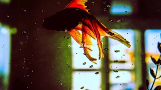 𝐏𝐥𝐚𝐲𝐥𝐢𝐬𝐭  I am an ornamental fish. / relaxing ambient music