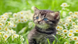 Baby Cats || Cute and funny cat videos Compilation #32 || Awwww Sweet Animal