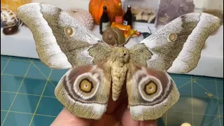 Preserving a dead butterfly moth #taxidermist #entomology #yearofyou