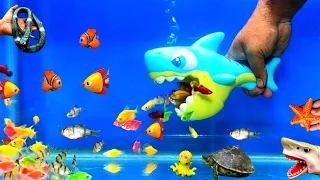Little Fishes, Shark Fish, Cute Pets, Sea Animal Toy, Snake Turtle, Crap, Parrot Fish, Cute Animal,
