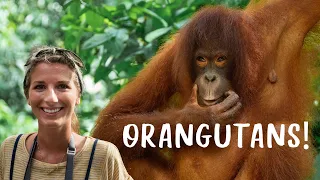 ORANGUTANS in BORNEO! | Sepilok Orangutan Rehab Centre in Sandakan, Sabah, Malaysia