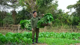 Harvest vegetables in large quantities in the garden, Live With Nature -Trai Farm