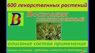 восковник обыкновенный 600 лекарственных растений