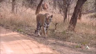 Bandhavgarh National Park (All Ages) - Foliage Outdoors - Summer 2018