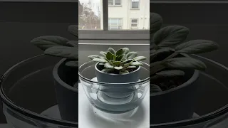 Bottom watering for African Violet