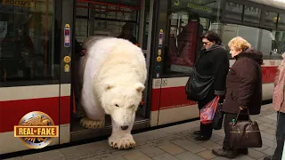 POLAR BEAR ON A BUS?