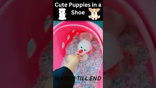 🧡🐹Funny and Cute Puppies__2022|🧡🐹 Funny animal video 2022|🧡🐹Cute Puppies in a Shoe |🧡🐹#shorts #cute