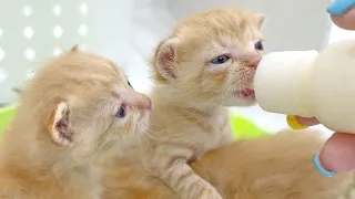 Kittens are fighting over milk from a bottle