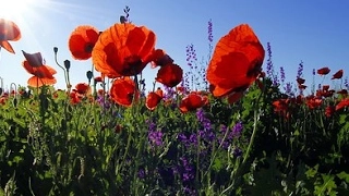 DÉTENTE À LA CAMPAGNE – Oiseaux Champs Fleurs Ruisseau – Calme le Stress – Sommeil Réparateur