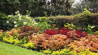 Fall Color at Magnolia Plantation and Gardens