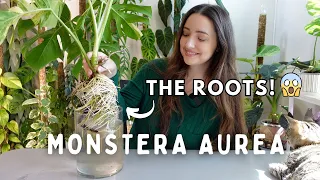 Pot up My Monstera Aurea 😭 New DIY Soil Mix 🫶