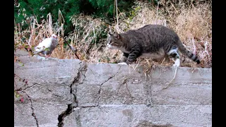 Domestic cat hunts bird. White dove down. Kill confirmed...