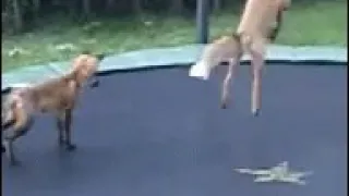 Foxes jump on trampoline