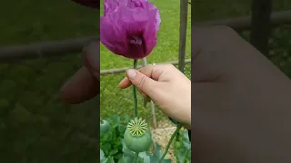 stages of breadseed poppy growth #poppy #shorts #flowers #garden #flowerfarm #breadseedpoppy