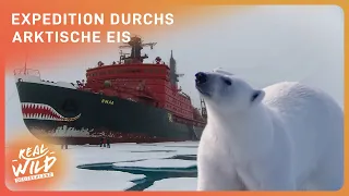 Nordostpassage: gefährlich & eiskalt | Mit Eisbrecher durchs Nordmeer | Real Wild Deutschland