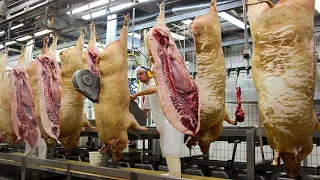 Amazing Modern Pig Raising Technology - Incredible Million Dollar Pig Slaughter