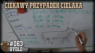 #63 Bydło opasowe - Pierwszy taki przypadek na gospodarstwie - przepuklina u cielaka.