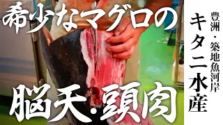 希少部位、マグロ脳天・頭肉？築地魚河岸キタニ水産のマグロ解体｜Toyosu & Tsukiji fish market  |Giant  Tuna dismantling