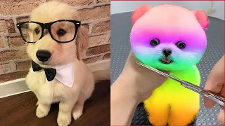 Cutest Puppy In The World 2021 | Funny And Cute Pomeranian Puppies Tiktok | Cute Baby Animals