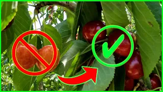 Best Tips To Pick Cherries The Right Way.