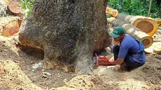 Very Dangerous..!! Cut down large, branching trees