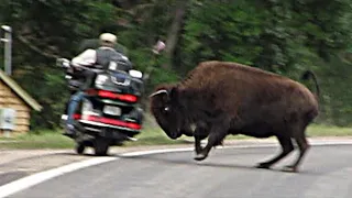 30 Animal Attacks Caught On Camera While Cycling