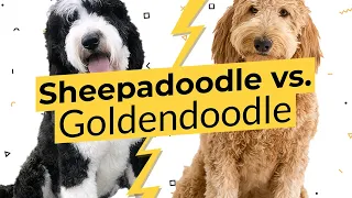 Sheepadoodle vs. Goldendoodle -  What's The Difference? 🐶🦴🐶